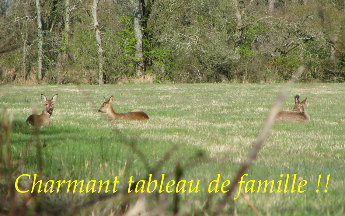 chevreuils