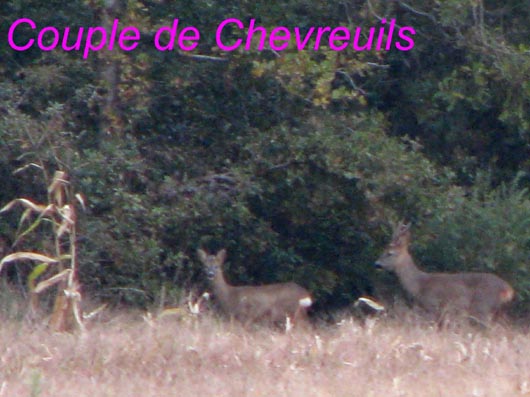 chevreuils