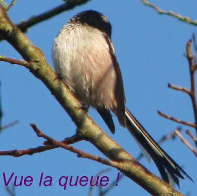 oiseaux
