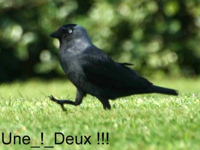 oiseaux