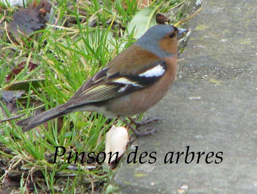 oiseaux