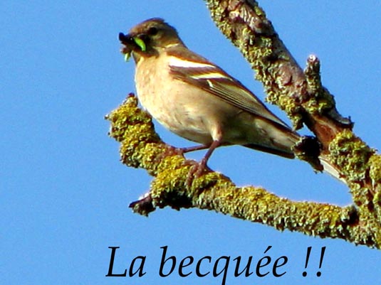oiseaux